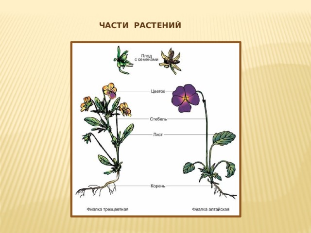 Части растений 1 класс окружающий мир презентация