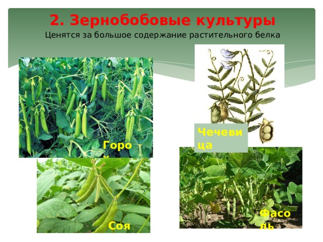 2. Зернобобовые культуры Ценятся за большое содержание растительного белка Чечевица  Горох Фасоль Соя 
