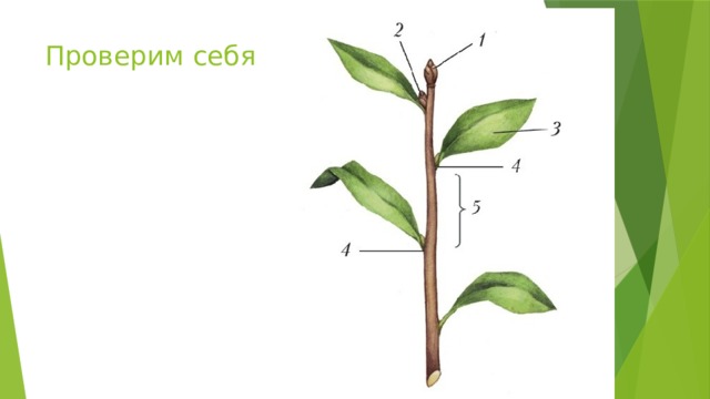 Строение побега презентация