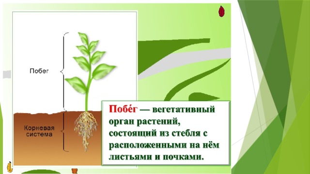 Строение роста. Презентация побег. Побег его строение и развитие. Побег биология презентация. Побег растения презентация.