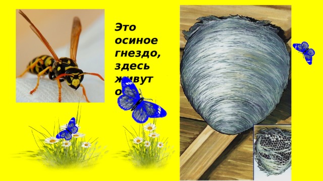 Это осиное гнездо, здесь живут осы . 
