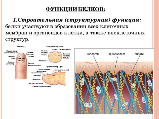 Структурная функция