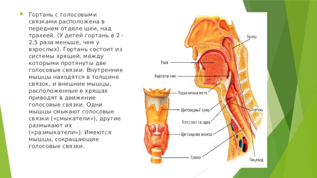 Из чего состоит гортань