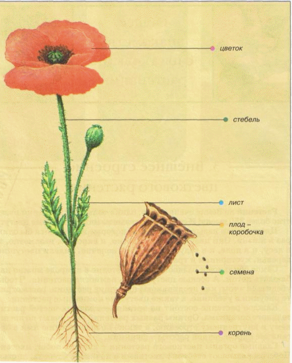 Строение растения 6 класс. Мак строение покрытосеменных растений. Строение покрытосеменного растения рисунок. Органы цветкового растения Мак. Строение цветкового растения Бодяк.