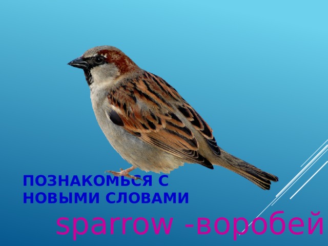 Познакомься с новыми словами sparrow -воробей 