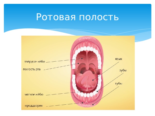 Ротовая полость презентация