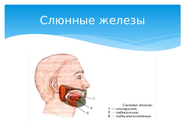 Где находится слюнная железа у человека рисунок