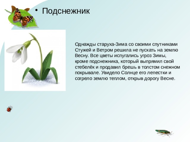 Подснежник Однажды старуха-Зима со своими спутниками Стужей и Ветром решила не пускать на землю Весну. Все цветы испугались угроз Зимы, кроме подснежника, который выпрямил свой стебелёк и продавил брешь в толстом снежном покрывале. Увидело Солнце его лепестки и согрело землю теплом, открыв дорогу Весне. 