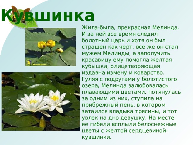 Кувшинка Жила-была, прекрасная Мелинда. И за ней все время следил болотный царь и хотя он был страшен как черт, все же он стал мужем Мелинды, а заполучить красавицу ему помогла желтая кубышка, олицетворяющая издавна измену и коварство. Гуляя с подругами у болотистого озера, Мелинда залюбовалась плавающими цветами, потянулась за одним из них, ступила на прибрежный пень, в котором затаился владыка трясины, и тот увлек на дно девушку. На месте ее гибели всплыли белоснежные цветы с желтой сердцевиной-кувшинки. 