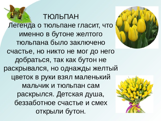Тюльпан текс. Легенда о желтом тюльпане. Тюльпан Легенда о цветке. Легенда о тюльпане для детей. Тюльпан рассказ и Легенда.