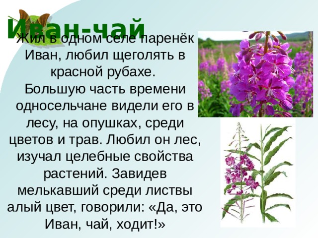 Иван-чай Жил в одном селе паренёк Иван, любил щеголять в красной рубахе. Большую часть времени односельчане видели его в лесу, на опушках, среди цветов и трав. Любил он лес, изучал целебные свойства растений. Завидев мелькавший среди листвы алый цвет, говорили: «Да, это Иван, чай, ходит!» 
