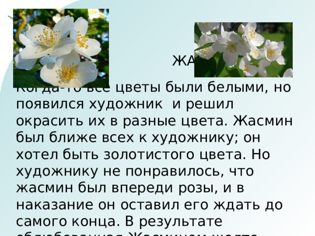  ЖАСМИН Когда-то все цветы были белыми, но появился художник и решил окрасить их в разные цвета. Жасмин был ближе всех к художнику; он хотел быть золотистого цвета. Но художнику не понравилось, что жасмин был впереди розы, и в наказание он оставил его ждать до самого конца. В результате облюбованная Жасмином желто-золотая краска почти вся досталась одуванчикам. Жасмин не стал поклониться ответил следующее: 
