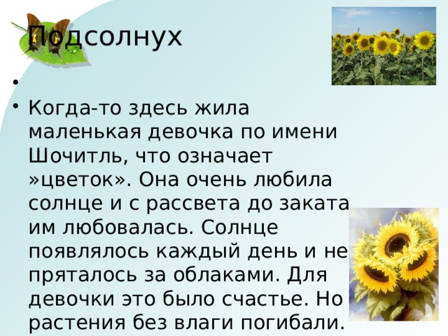 Подсолнух Когда-то здесь жила маленькая девочка по имени Шочитль, что означает »цветок». Она очень любила солнце и с рассвета до заката им любовалась. Солнце появлялось каждый день и не пряталось за облаками. Для девочки это было счастье. Но растения без влаги погибали. наступила засуха и люди стали умирать от голода. Ацтеки молились богам, чтобы им послали дождь. Девочка отправилась в храм и попросила солнце спрятаться за тучи. Молитва девочки дошла до бога Солнца Тонетиу. Полил долгожданный дождь. А Шочитль стала без солнца угасать. И тут божественный голос повелел ей идти в священное селение, где всегда цветут цветы и светит солнце. И там ее будут звать Шочитль-Тонатиу -»цветок солнца».Так девочка превратилась в солнечный цветок, который раскрывается навстречу солнцу и поворачивает свою головку к нему. 