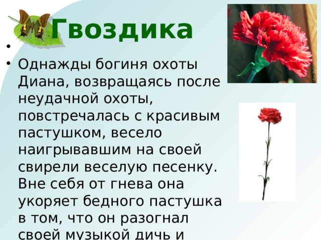Гвоздика Однажды богиня охоты Диана, возвращаясь после неудачной охоты, повстречалась с красивым пастушком, весело наигрывавшим на своей свирели веселую песенку. Вне себя от гнева она укоряет бедного пастушка в том, что он разогнал своей музыкой дичь и пригрозила его убить. Пастушок оправдывается, клянется, что он ни в чем не виноват и умоляет ее о пощаде. Но богиня, не помня себя от ярости, набрасывается на него и вырывает у него глаза. Тут только она приходит в себя и постигает весь ужас совершенного злодеяния. Тогда, чтобы увековечить эти, так жалобно смотревшие на нее глаза, она бросает их на тропинку, и в ту же минуту из них вырастают две красные гвоздики, напоминающие цветом невинно пролитую кровь. 