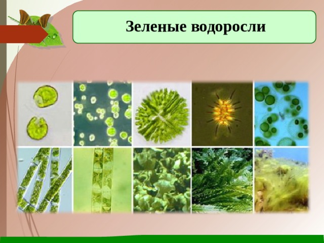 Зеленые водоросли 