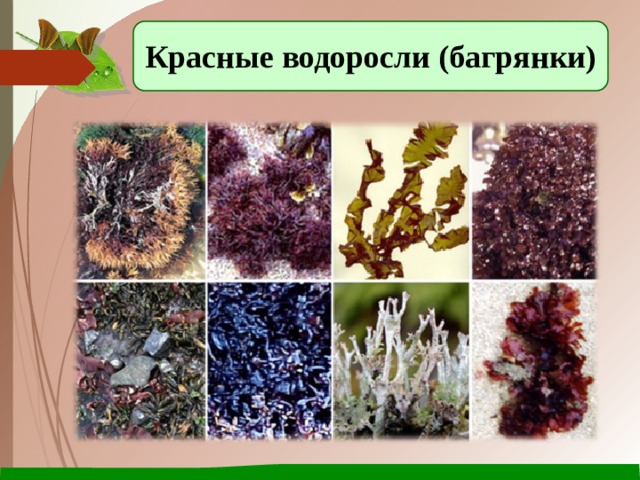 Водоросли группа растений - CoffeePapa.ru