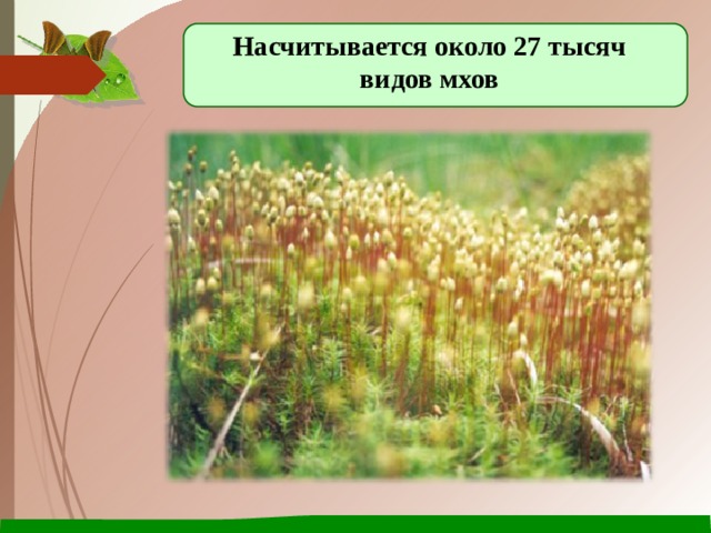 Насчитывается около 27 тысяч видов мхов 