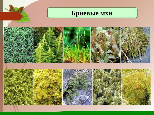 Бриевые мхи 
