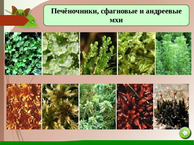 Печёночники, сфагновые и андреевые мхи 