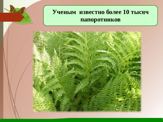 Ученым известно более 10 тысяч папоротников 