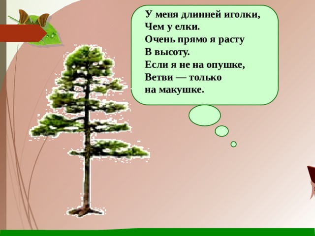 У меня длинней иголки,  Чем у елки.  Очень прямо я расту  В высоту.  Если я не на опушке,  Ветви — только на макушке.   