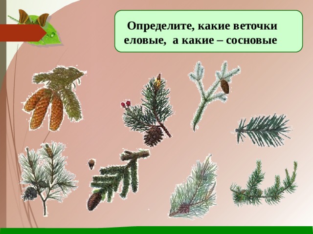 Определите, какие веточки еловые, а какие – сосновые 