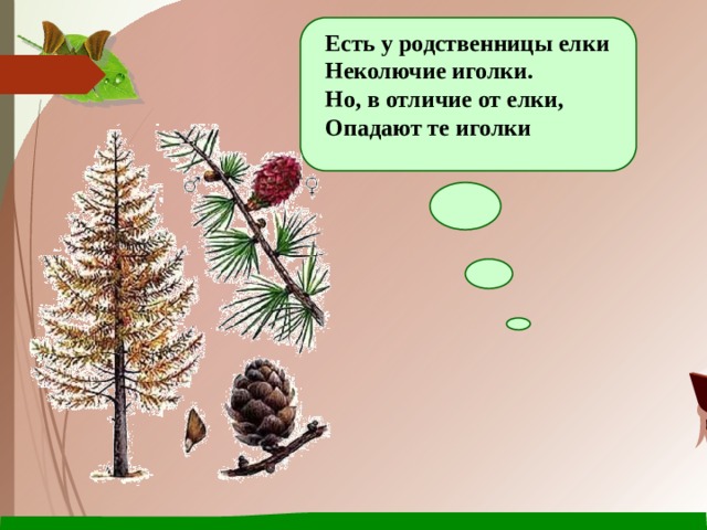 Есть у родственницы елки  Неколючие иголки.  Но, в отличие от елки,  Опадают те иголки 