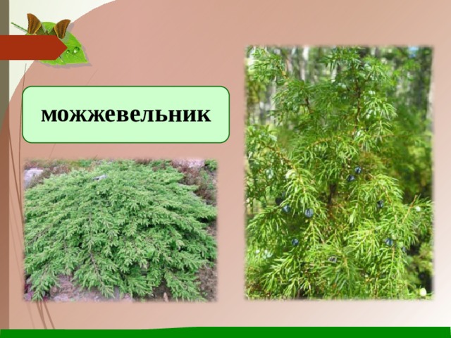можжевельник 