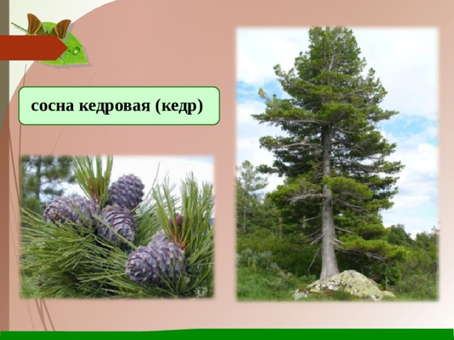 сосна кедровая (кедр) 