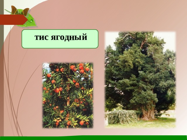 тис ягодный 