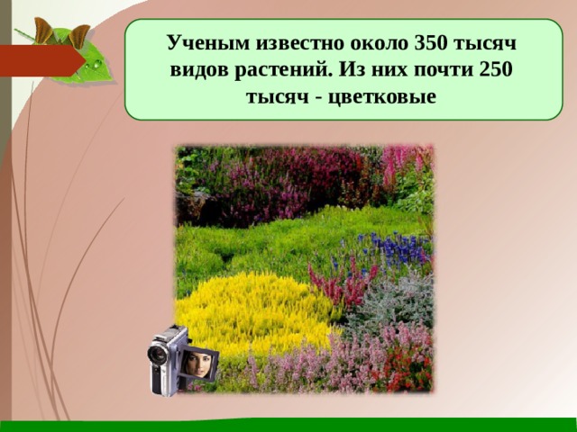 Ученым известно около 350 тысяч видов растений. Из них почти 250 тысяч - цветковые 