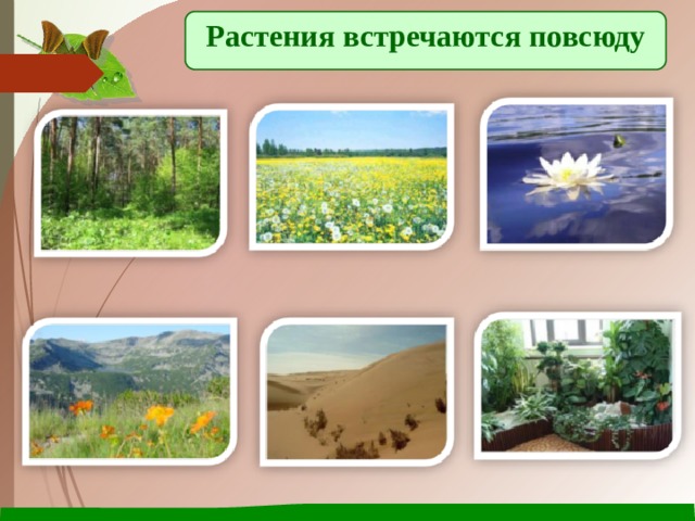 Растения встречаются повсюду 