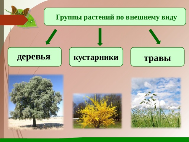 Группы растений по внешнему виду деревья кустарники травы 