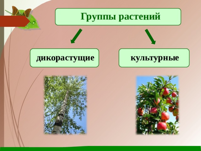 Группы растений дикорастущие культурные 