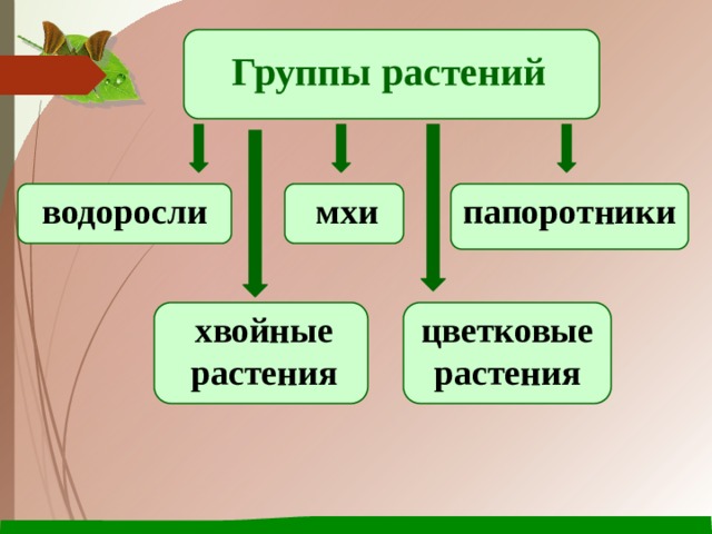 Группы растений папоротники мхи водоросли хвойные растения цветковые растения 