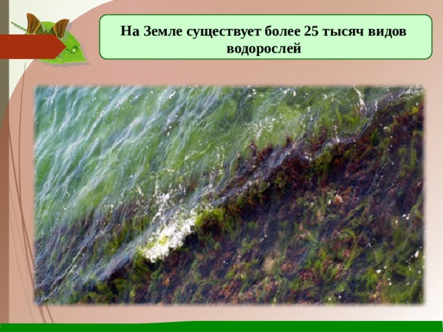 На Земле существует более 25 тысяч видов водорослей 