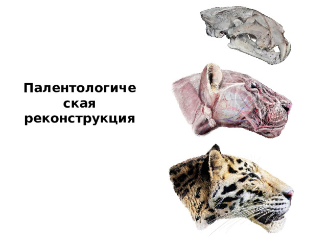 Палентологическая реконструкция Реконструкция головы  Panthera  zdanskyi  по черепу, Velizar Simeonovski  