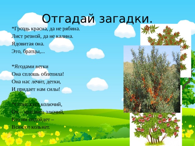 Отгадай загадки. *Гроздь красна, да не рябина. Лист резной, да не калина. Ядовитая она. Это, братцы,... *Ягодами ветки Она сплошь облепила! Она нас лечит, детки, И придает нам силы! *Стоит куст колючий, Он – красавец злючий, Кто ни подойдет – Всякого кольнет. 