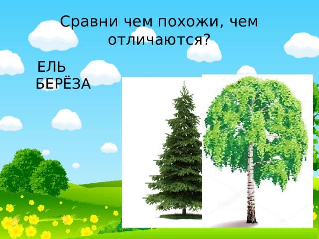 Сравни чем похожи, чем отличаются?  ЕЛЬ БЕРЁЗА 