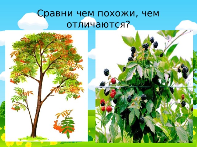 Сравни чем похожи, чем отличаются? 