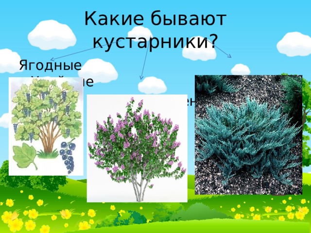 Какие бывают кустарники? Ягодные Хвойные  Лиственные 