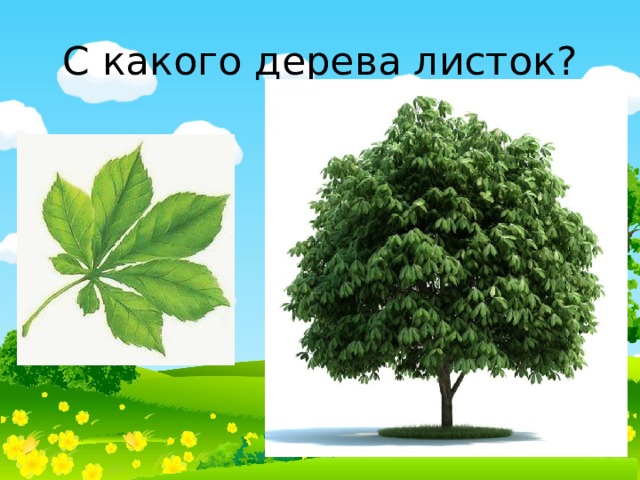 С какого дерева листок? 