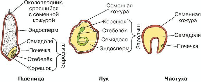 Строение семени биология. Строение семени однодольного растения. Строение семени однодольного растения пшеницы. Строение семени лука. Строение семян однодольных растений 6 класс.