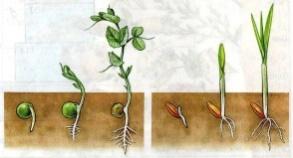 Биология 6 класс тема прорастание семян