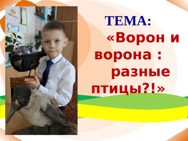 ТЕМА:  «Ворон и ворона :  разные птицы?!» 
