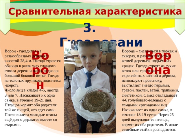 Сравнительная характеристика 3. Гнездование  Ворон  Ворона Ворона – гнездиться в парках и скверах, в развилке толстых ветвей деревьев, подъёмных кранах. Гнезда строят из сухих веток или тростника, скреплённых глиной и дёрном, используют проволоку, выстилают гнездо перьями, травой, паклей, ватой, тряпками, синтетикой. Самка откладывает 4-6 голубовато-зеленых с темными крапинками яиц. Насиживает их одна самка, в течение 18-19 суток. Через 25 дней вылупляются птенцы, кормят их оба родителя. В июле семейные стайки распадаются. Ворон - гнездится на разнообразных деревьях высотой 28,4 м. Гнезда строятся обычно в развилках главного ствола дерева и очень редко на большой боковой ветке. Гнездо из толстых прутиков, подстилка -шерсть. Число яиц в кладке 4-6, иногда 3 или 7. Насиживает их одна самка, в течение 19-21 дня. Птенцов кормят оба родителя той же пищей, что едят сами. После вылета молодые птицы ещё долго держатся вместе со старыми. 