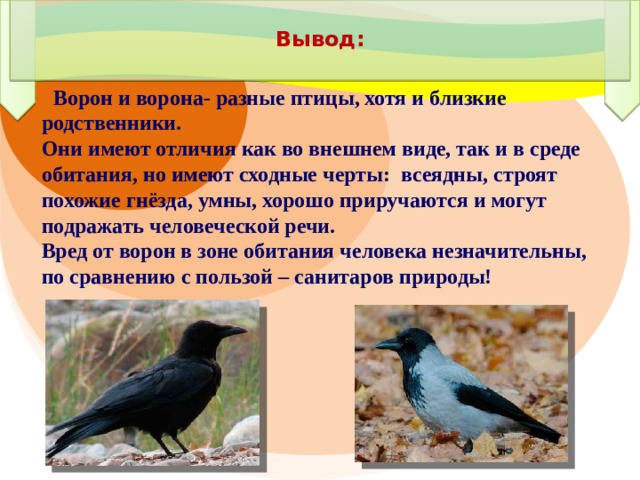 Вывод:    Ворон и ворона- разные птицы, хотя и близкие родственники. Они имеют отличия как во внешнем виде, так и в среде обитания, но имеют сходные черты: всеядны, строят похожие гнёзда, умны, хорошо приручаются и могут подражать человеческой речи. Вред от ворон в зоне обитания человека незначительны, по сравнению с пользой – санитаров природы!   