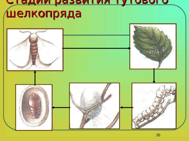 Развитие тутового шелкопряда прямое или с метаморфозом. Тутовый шелкопряд превращение. Стадии развития тутового шелкопряда. Стадии развития тутового шелкопряда 5 стадий. Тутовый шелкопряд развитие.