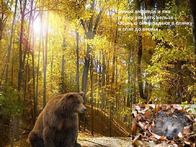 Зимой медведя и ежа в лесу увидеть нельзя . Осенью они впадают в спячку и спят до весны 