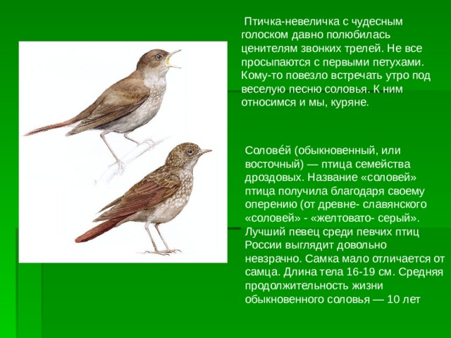 Текст про соловья. Проект про соловья. Доклад про соловья. Соловей птица фото и описание. Соловьи текст.